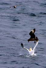 Great skua attacking a gannet